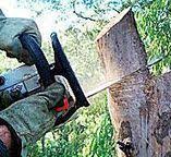 How Our Tree Care Process Works  in  Sultan, WA